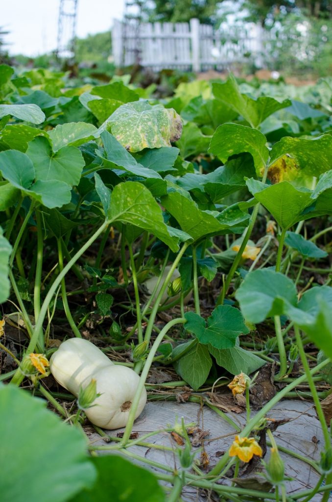 Butternut Squash