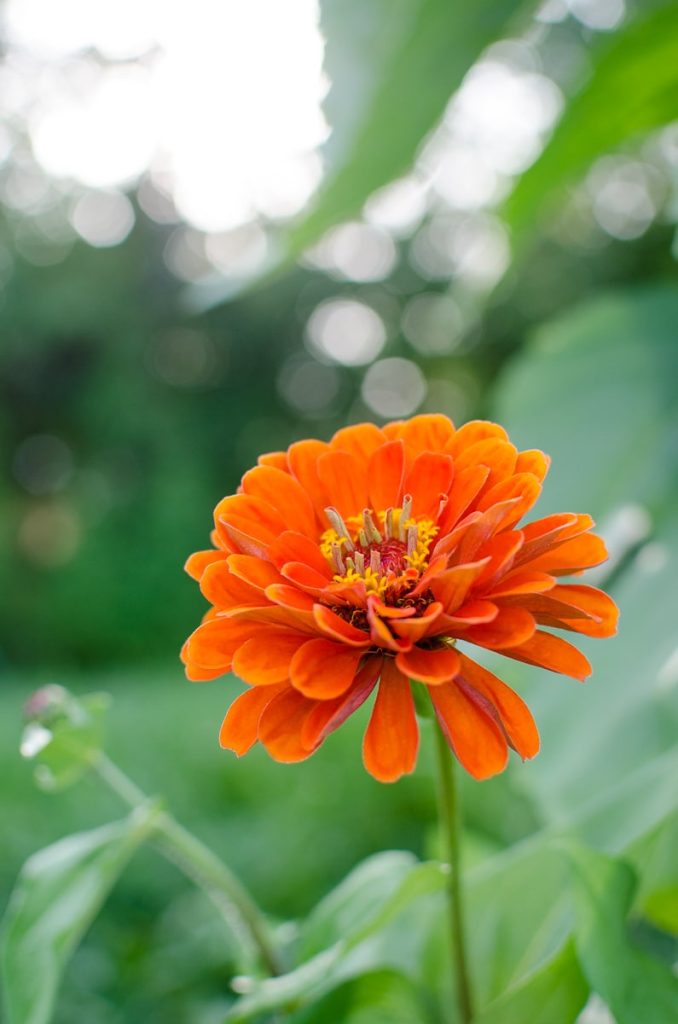 Orange Zinnia