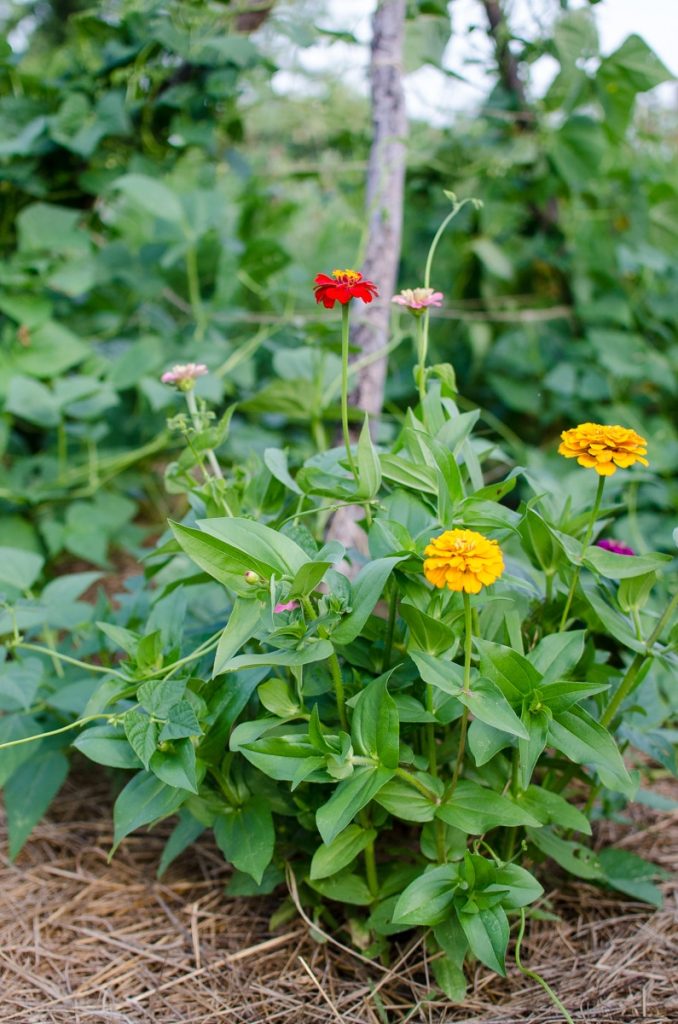 Zinnias