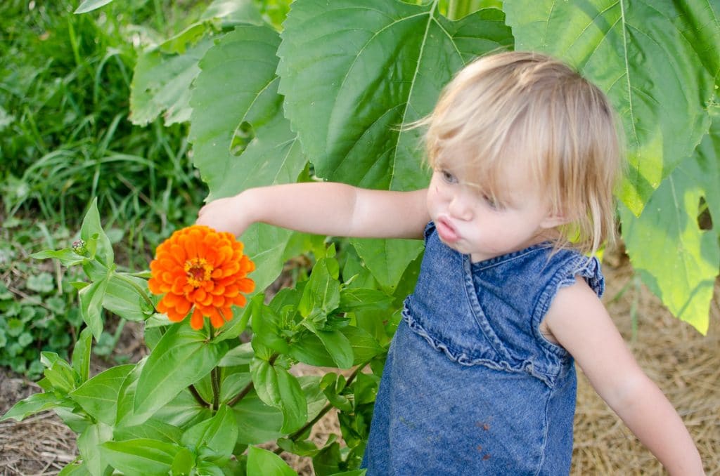 Phoebe "Smelling" a Zinnia