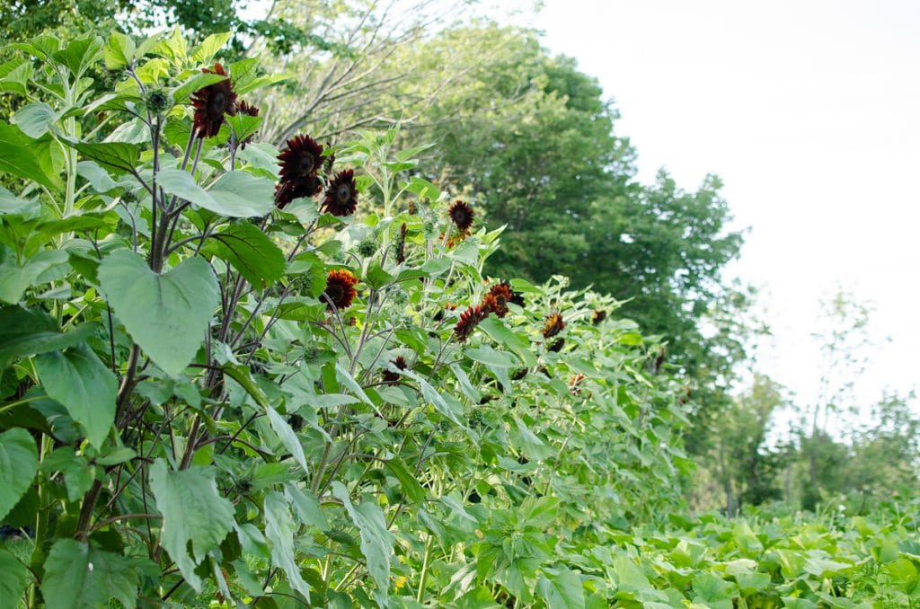 Sunflower Row