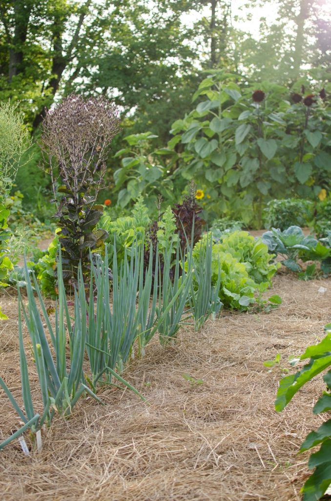 Kitchen Garden