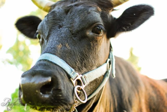 Dexter Cow