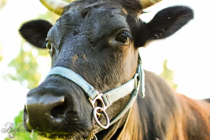 Close up of a cows face