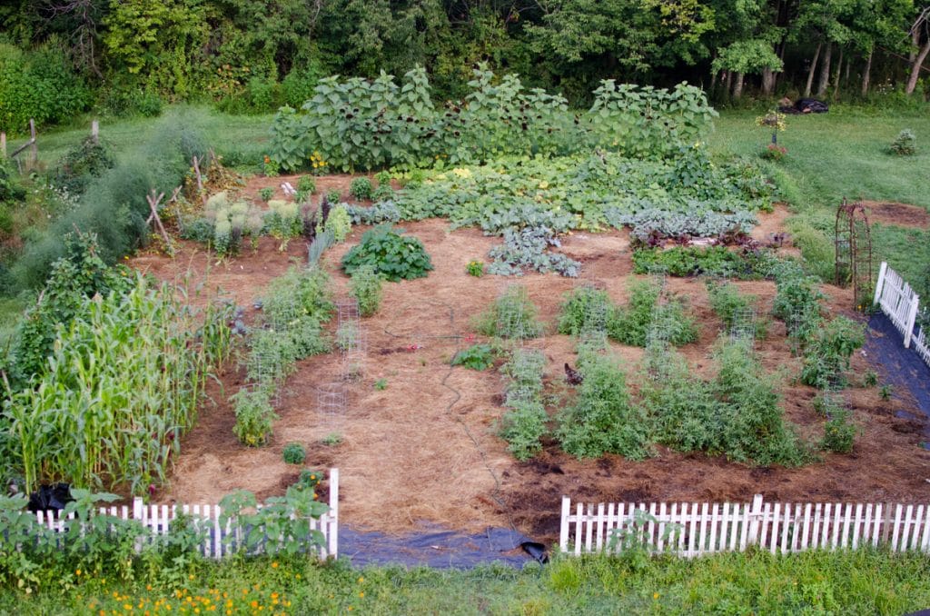 Kitchen Garden mid-July