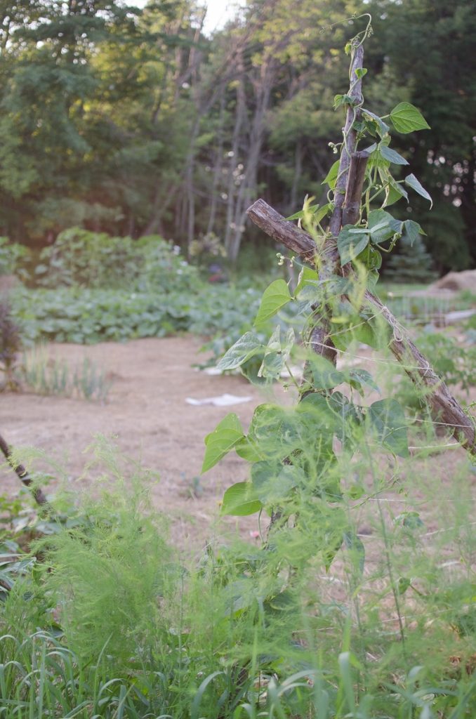 Green Pole Beans