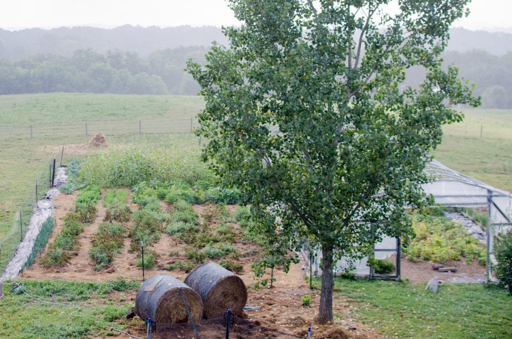 Pantry Garden mid-August 2015