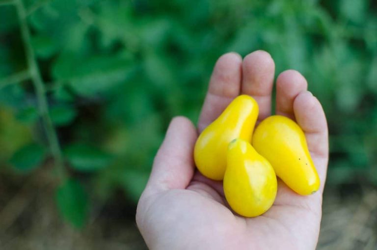 gardens 3 yellow tomatos in hand