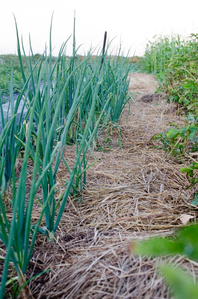 Onions in the Garden