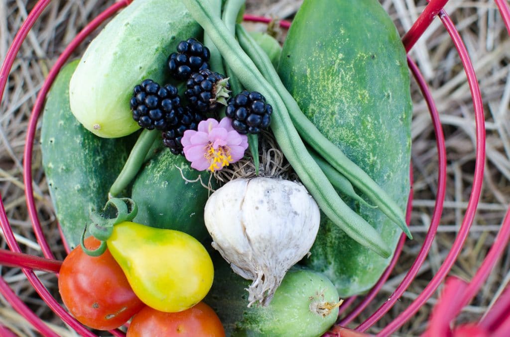 A Itty Bitty Harvest
