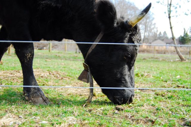 Mature Dexter Cow