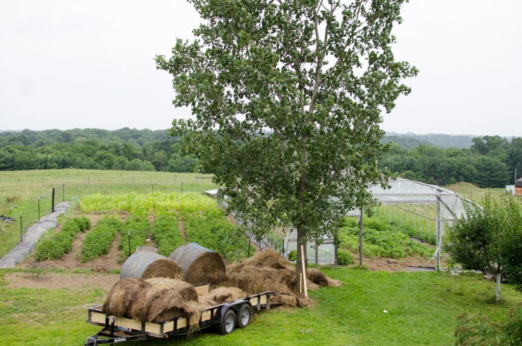 Pantry Garden 1st Week of July 2015