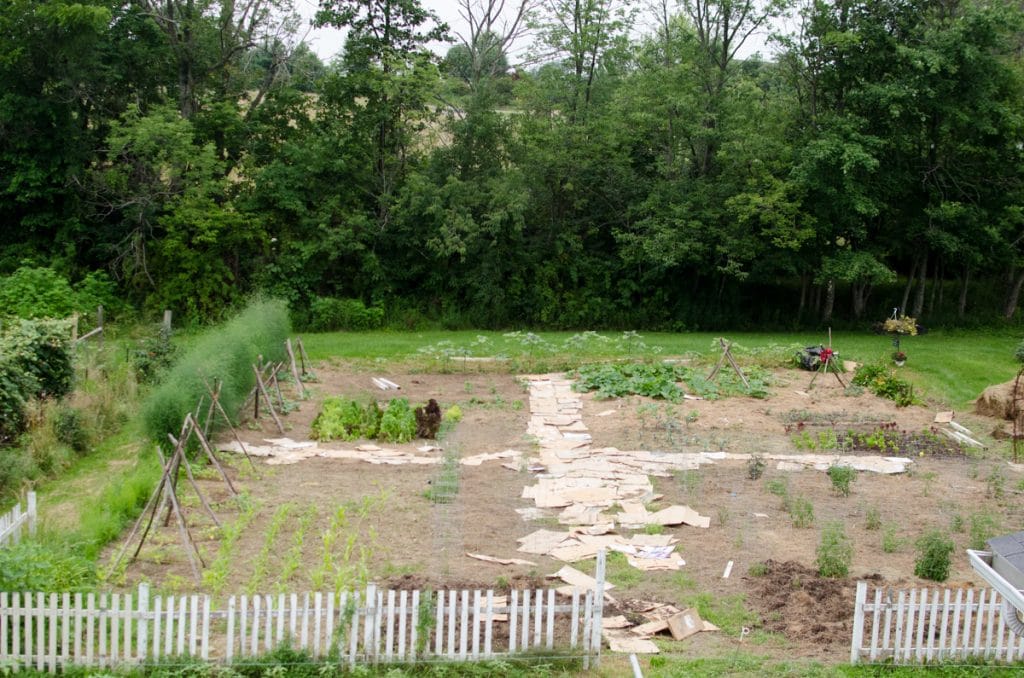 Kitchen Garden- 1st Week of July 2015