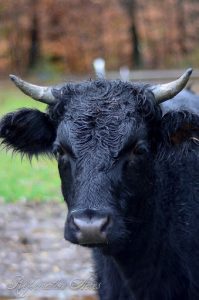 The Pros & Cons of Raising Dexter Cows