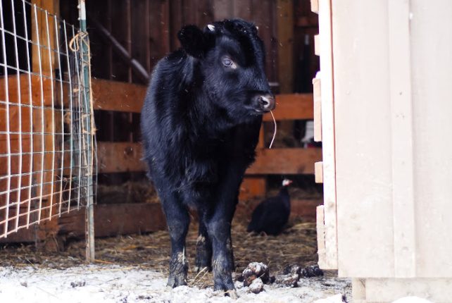 Baby Dexter Cow