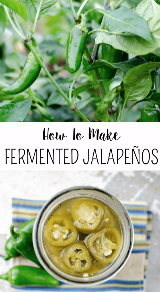 Learn how to preserve lacto-fermented jalapeños- This is SO quick and easy! Takes only like 5 minutes, doesn't use a canner, and lasts for 6 months!