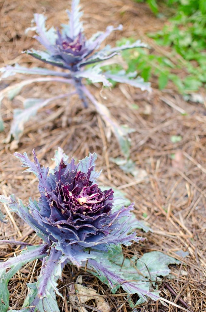 The Gardens in August (and July)