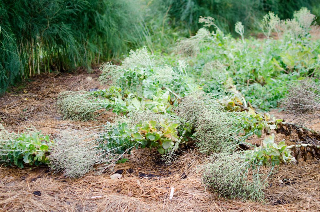 The Gardens in August (and July)