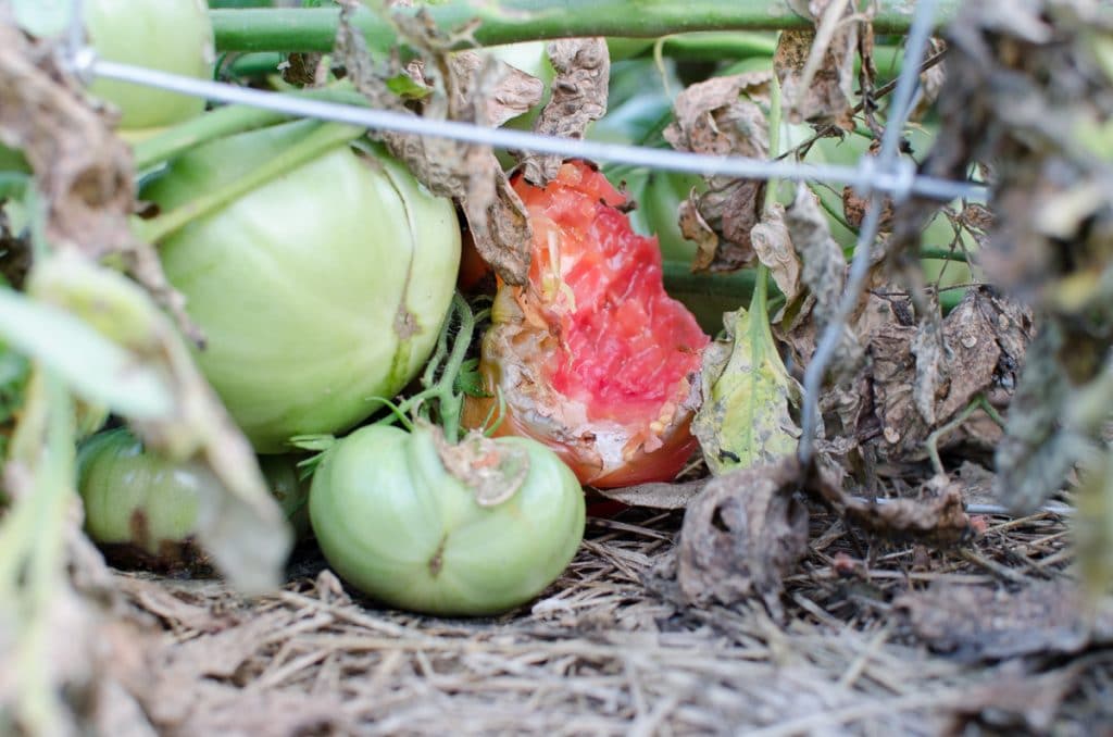 The Gardens in August (and July)