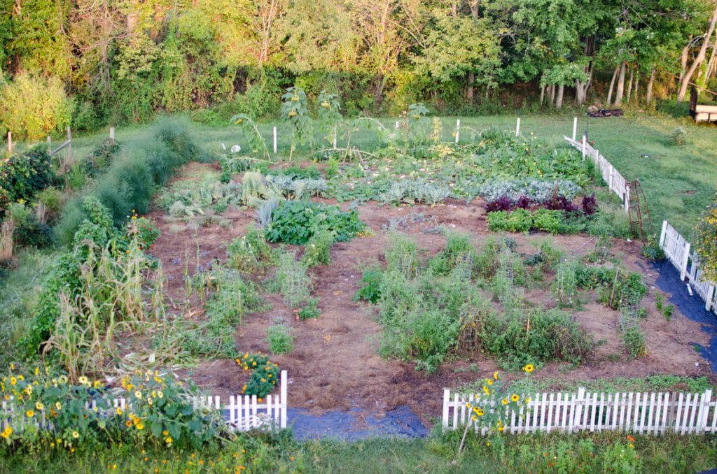 kitchen garden_in a fenced in area