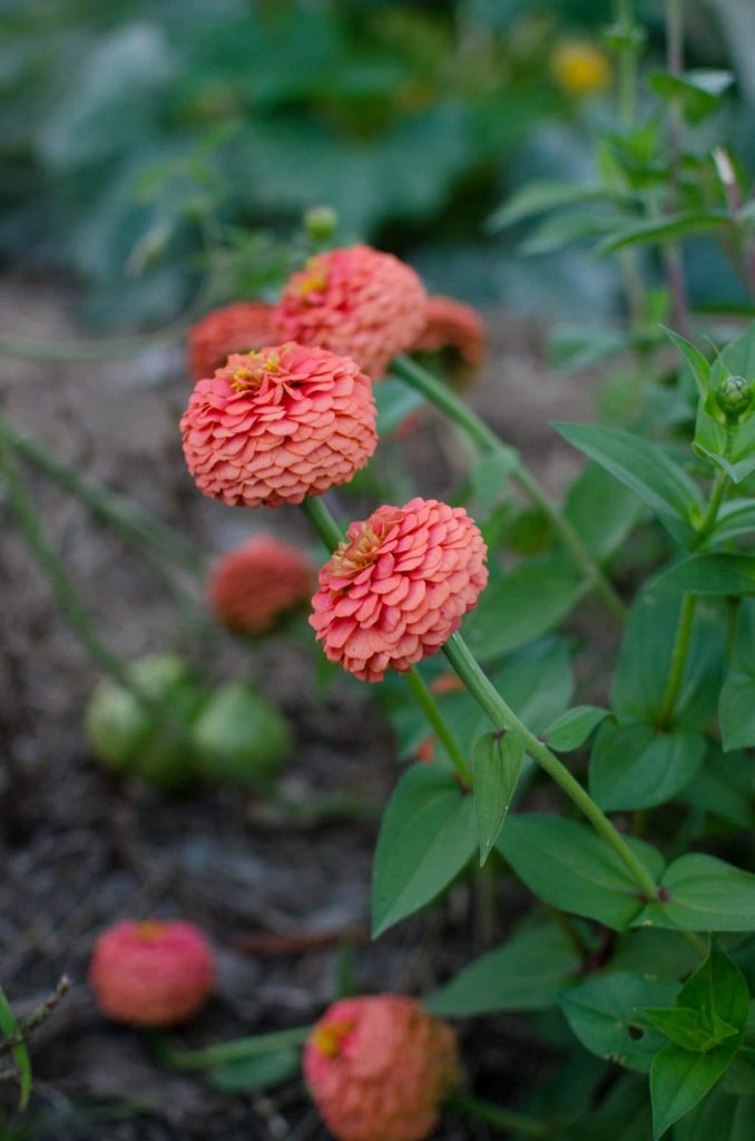 gardens-12
