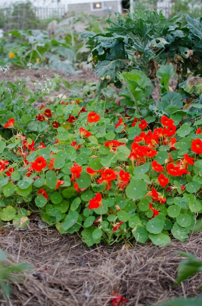 gardens-14