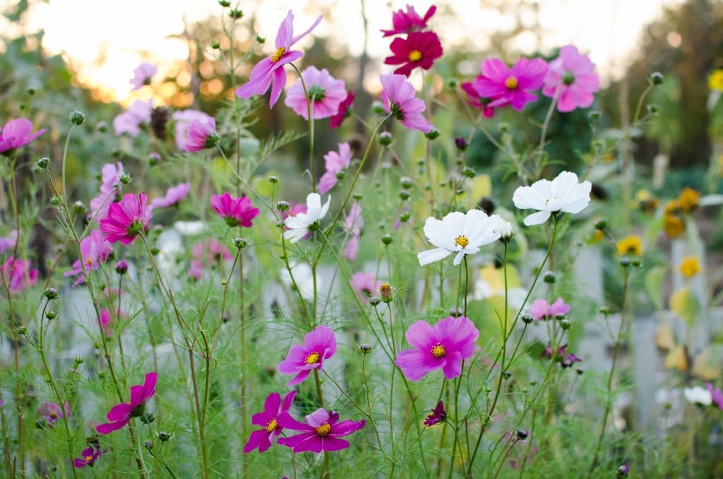 gardens-4
