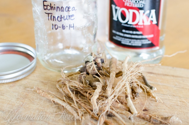 echinacea roots