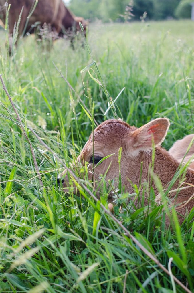 daisy calf_-3