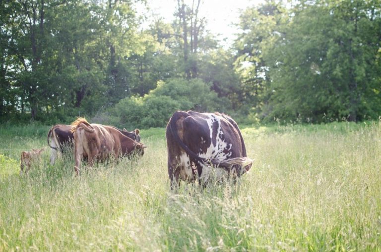 Cows eating in the field