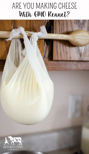 Are you making homemade cheese with GMO rennet? The answer might surprise you.