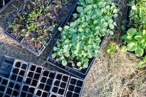 Want the Healthiest Vegetables? Use These Tips for your Garden Plans