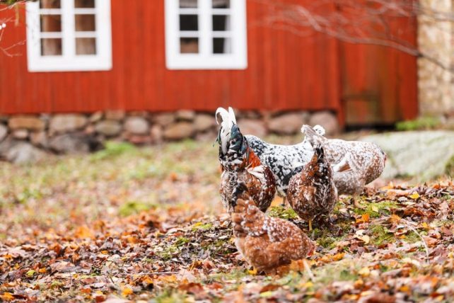 chickens on the farm