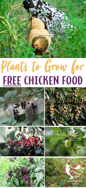 Plants to grow for free chicken food