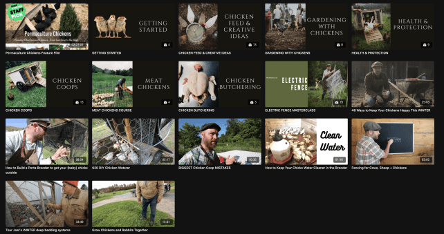 how to rock at raising chickens - Abundance+