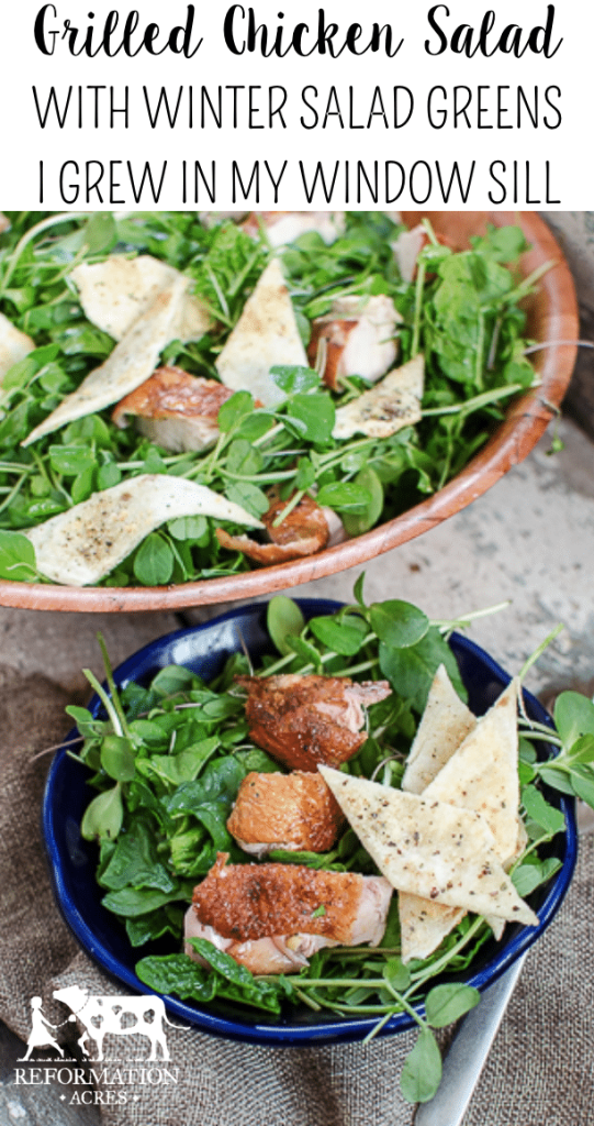 Grilled Chicken Salad with Herbed Tortilla Croutons (I grew the greens for the salad on my window sill in the dead of winter!) 