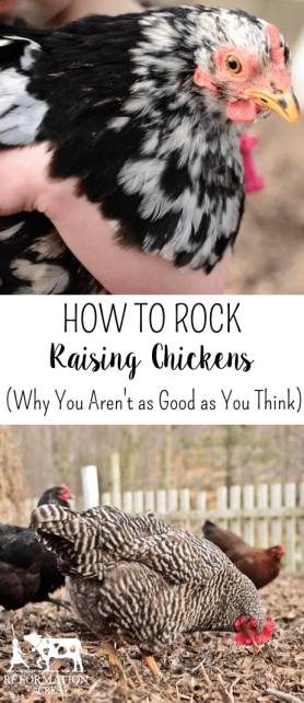 How to ROCK Raising Chickens (Why You Aren't as Good as You Think)