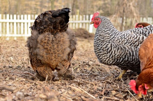 How to ROCK Raising Chickens (Why You Aren't as Good as You Think)