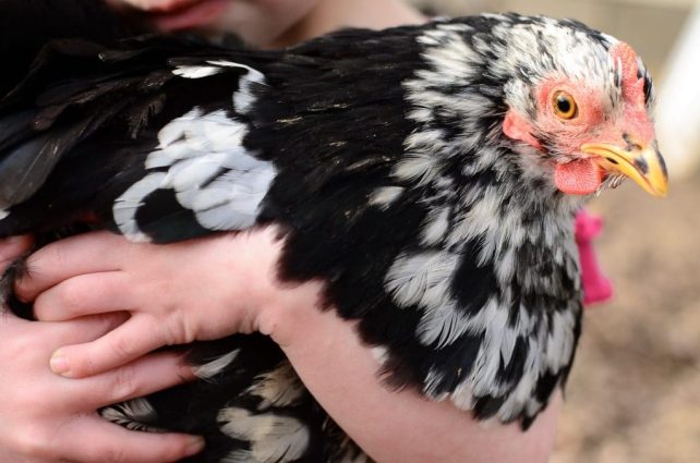 How to ROCK Raising Chickens (Why You Aren't as Good as You Think)