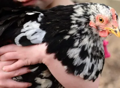 How to Rock at Raising Chickens (Why You Aren't as Good as You Think)