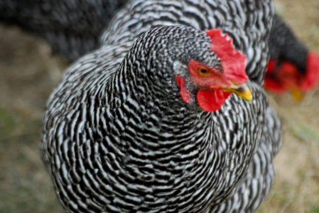 barred rock chicken close up