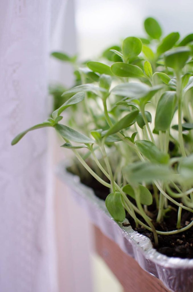 Soil sprouts: I grew the greens for a salad on my window sill in the dead of winter!) 