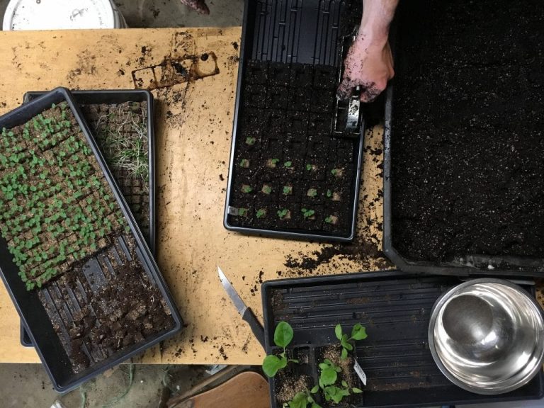 planting seeds in starter tray black tray