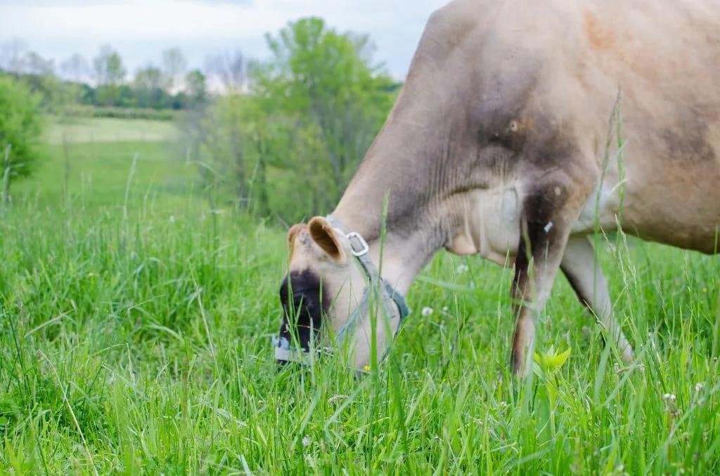 cows eating green grass