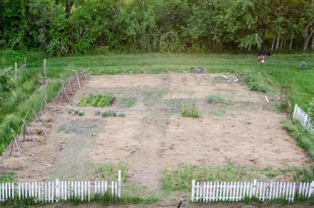 June 2015 Garden week 1-2