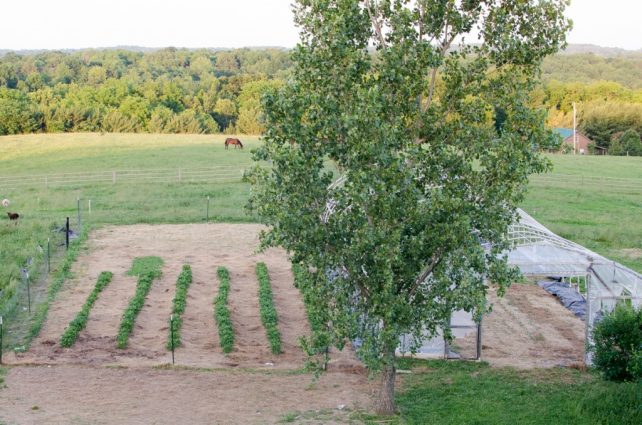 Garden in 2015 June week 1