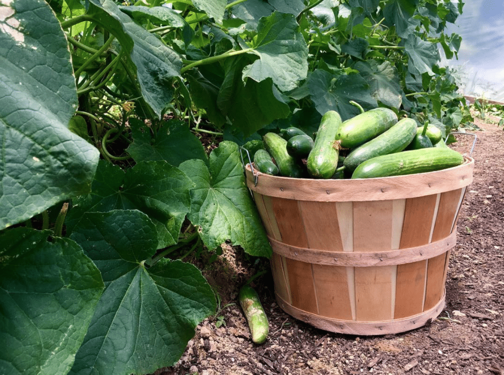 The Gardens in June {2016}
