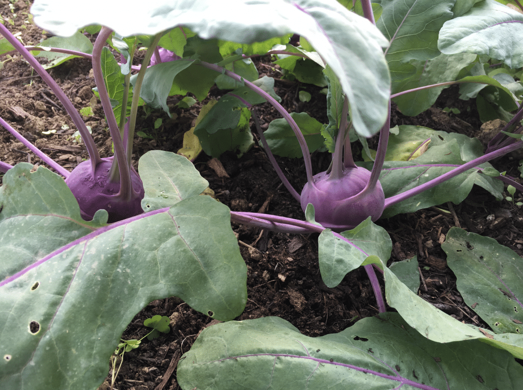 The Gardens in June {2016}