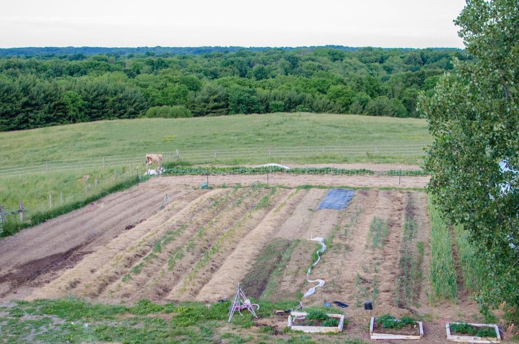 gardens (2 of 4) large garden fenced in and growing