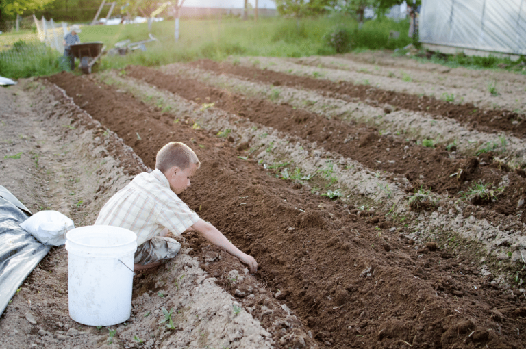 boy planting seeds in garden